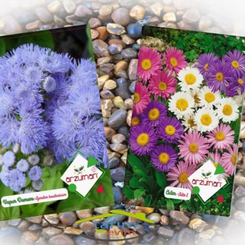 Arzuman 2Li Süs Bitkileri Tohum Paket Vapur Dumanı Aster