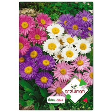 ARZUMAN 50 Adet Aster Çiçeği Tohumu
