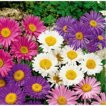 Arzuman 50 Adet Aster Çiçek Tohumu