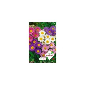 Arzuman Aster 50 Adet Tohum