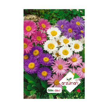 Arzuman Aster 50 Adet Tohum