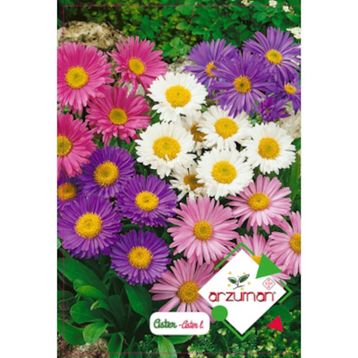 Arzuman Aster 50 Adet Tohum