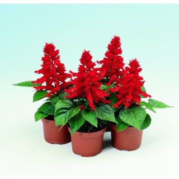 Arzuman Ateş Çiçeği Salvia Splendes 30 Adet Tohum