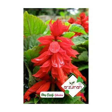 Arzuman Ateş Çiçeği Salvia Splendes 30 Adet Tohum
