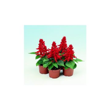 Arzuman Ateş Çiçeği Salvia Splendes 30 Adet Tohum