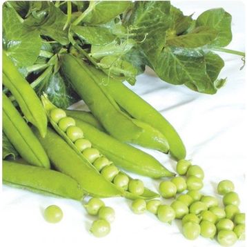 Arzuman Bezelye Utrillo 50 gr Tohum