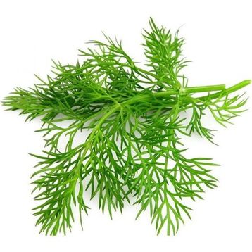 Arzuman Dereotu 10 gr Tohum