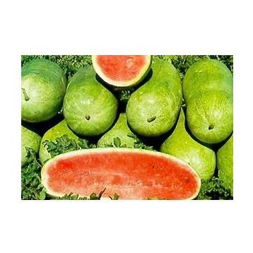 Arzuman D`Giant İtaliana Maydanoz İthal 10 gr Tohum