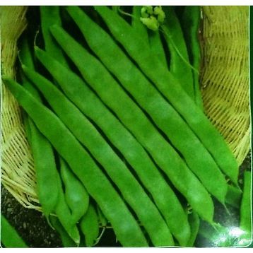 Arzuman Fasulye Geniş Helda 50 gr Tohum