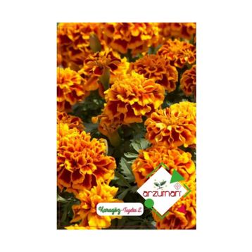 Arzuman Karagöz Çiçeği Tagetes 50 Adet Tohum