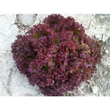 Arzuman Kırmızı Kıvırcık Marul İthal Marul 5 gr Tohum