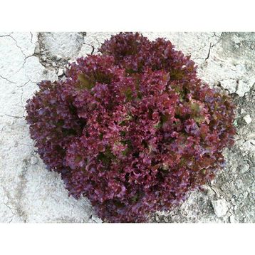 Arzuman Kırmızı Kıvırcık Marul İthal Marul 5 gr Tohum