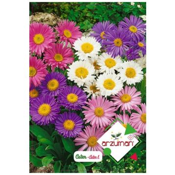 Arzuman Süs Bitki Aster Çiçek Tohumu
