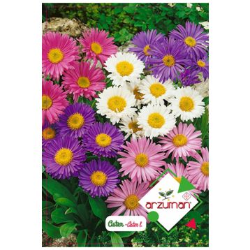 Arzuman Süs Bitki Aster Çiçek Tohumu