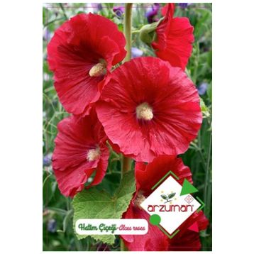 Arzuman Süs Bitki Hatim Çiçek Tohumu