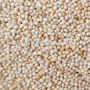 Aslımlar 1 kg Ak Darı Kuş Yemi