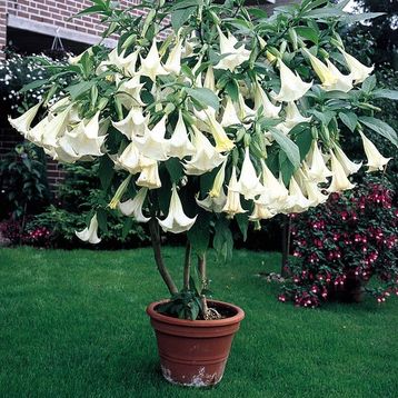 Ata Tohumculuk 5 Adet Beyaz Angel Trumpet Çiçeği Meleklerin Tohumu
