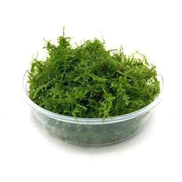 Atakan Petshop Mini Christmas Moss Cup Canlı Bitki