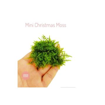 Atakan Petshop Mini Christmas Moss Cup Canlı Bitki