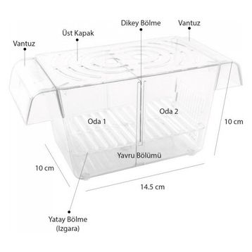 Atlantik İkili Yavruluk