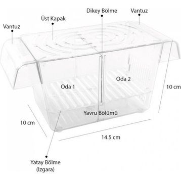 Atlantik İkili Yavruluk