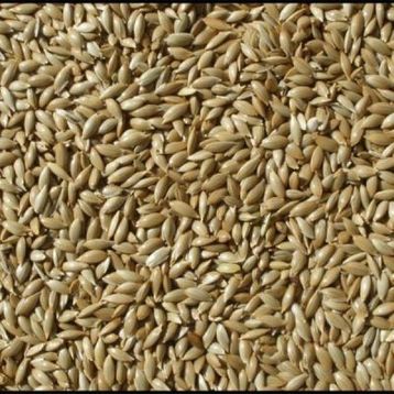 Badem Akvaryum 10 kg Aspur Sade Açık Kanarya Yemi