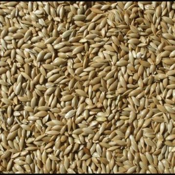 Badem Akvaryum 10 kg Aspur Sade Açık Kanarya Yemi