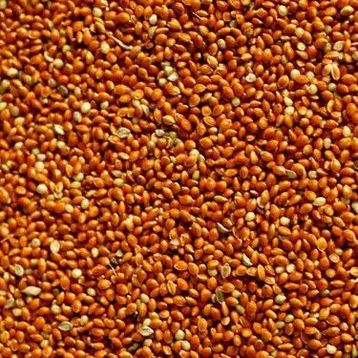 Badem Akvaryum 500 gr Dökme Kızıl Darı Kuş Yemi