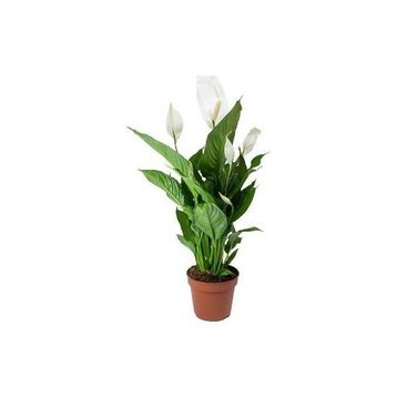 Barış Çiçeği - Spathiphyllum