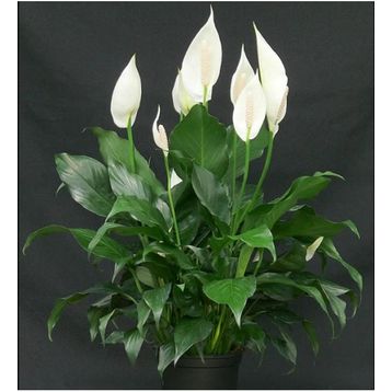 Barış Çiçeği - Spathiphyllum