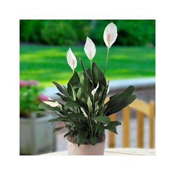 Barış Çiçeği - Spathiphyllum
