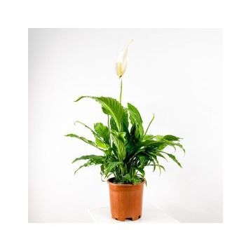 Barış Çiçeği - Spathiphyllum