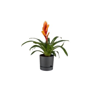 Begonya Antrasit 18 cm Saksı