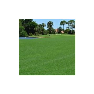 Bermuda Grass Cynodon Dactylon 1 kg Çim Tohumu