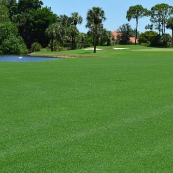 Bermuda Grass Cynodon Dactylon 5 kg Çim Tohumu