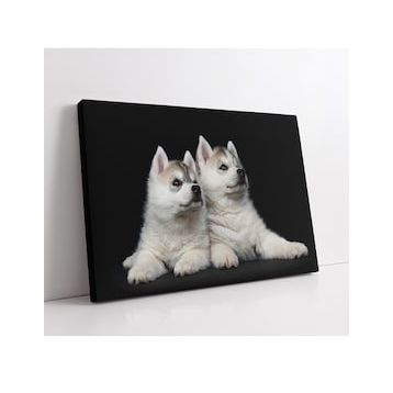 Beyaz Köpek - Gary Romain