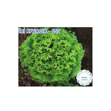 Biogen 10 gr 1 Paket İri Kıvırcık Marul Tohumu