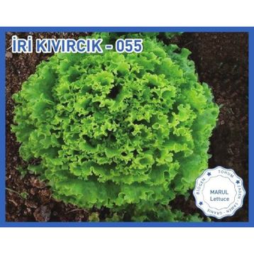Biogen 10 gr 1 Paket İri Kıvırcık Marul Tohumu