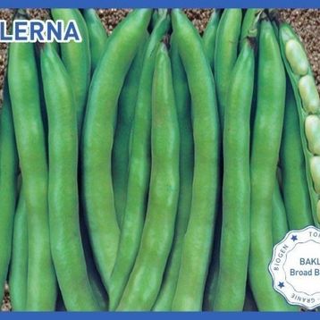 Biogen Lerna 50 gr 1 Paket Bakla Tohumu
