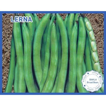 Biogen Lerna 50 gr 1 Paket Bakla Tohumu