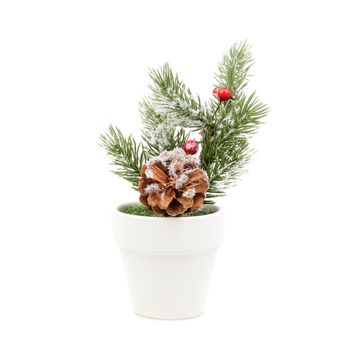 Boyner Evde 15 cm Saksıda Ağaç