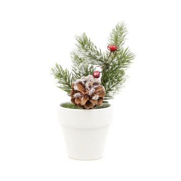 Boyner Evde 15 cm Saksıda Ağaç