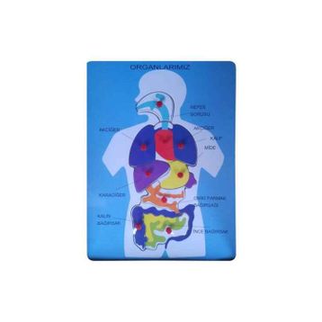 Bu-Bu Organlarımız Ahşap Puzzle