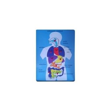 Bu-Bu Organlarımız Ahşap Puzzle