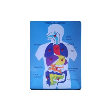 Bu-Bu Organlarımız Ahşap Puzzle