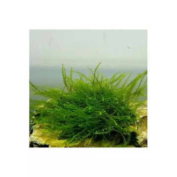 Bubble Moss Cup Canlı Bitki