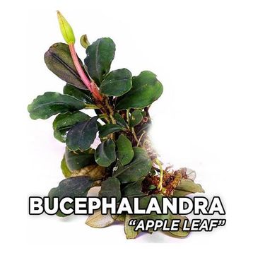 Bucephalandra Apple Leaf Saksı Canlı Bitki