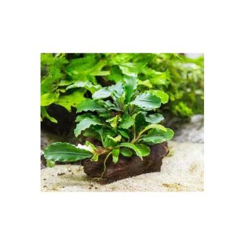Bucephalandra Green Way Saksı Canlı Bitki