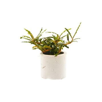 Bucephalandra Micro Belindae Saksı Canlı Bitki