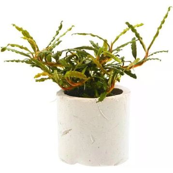 Bucephalandra Micro Belindae Saksı Canlı Bitki